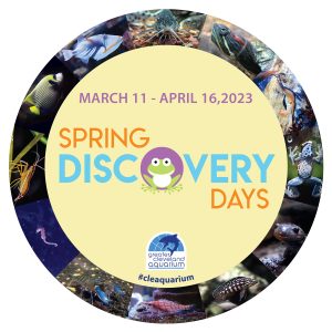 Spring Discovery Days