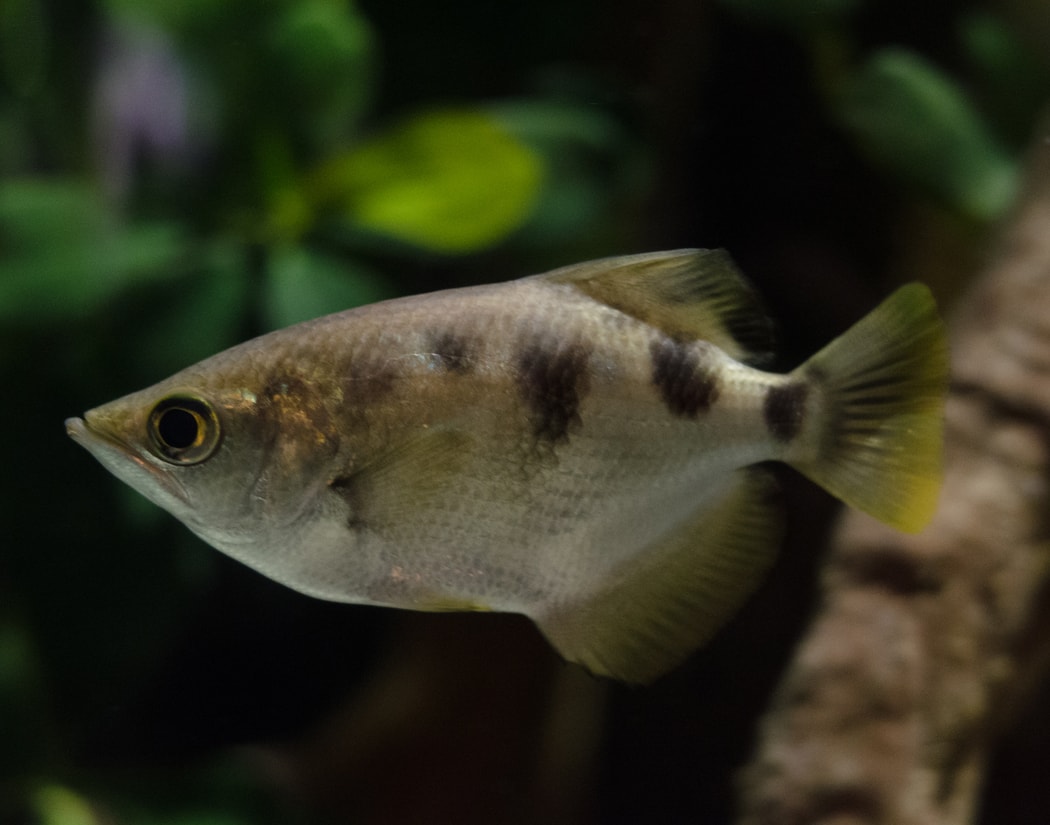 Banded Archerfish at Greater Cleveland Aquarium