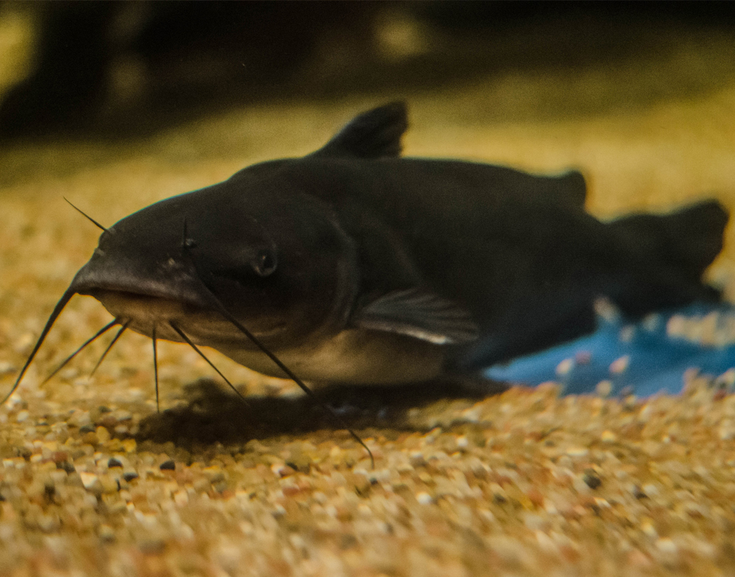 Channel Catfish