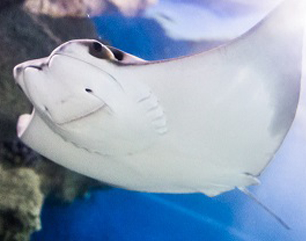 Cownose Stingray