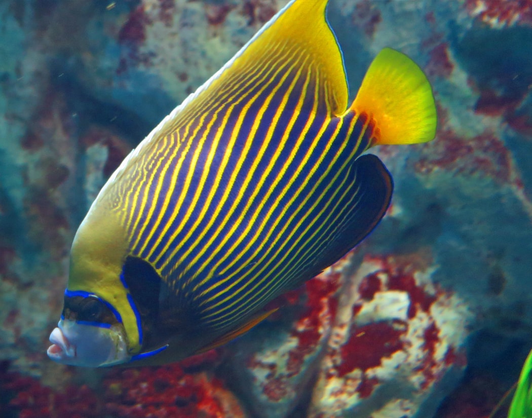 Emperor Angelfish