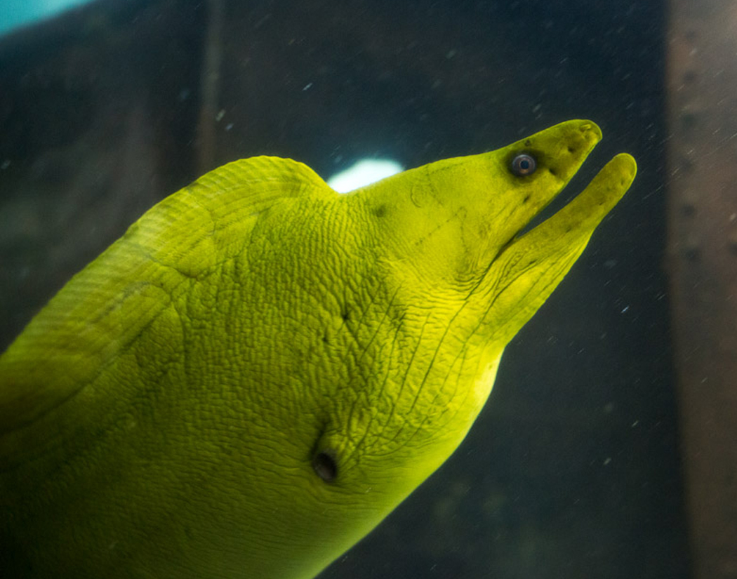 Green Moray Eel