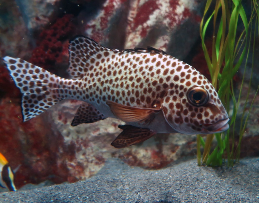 Harlequin Sweetlips