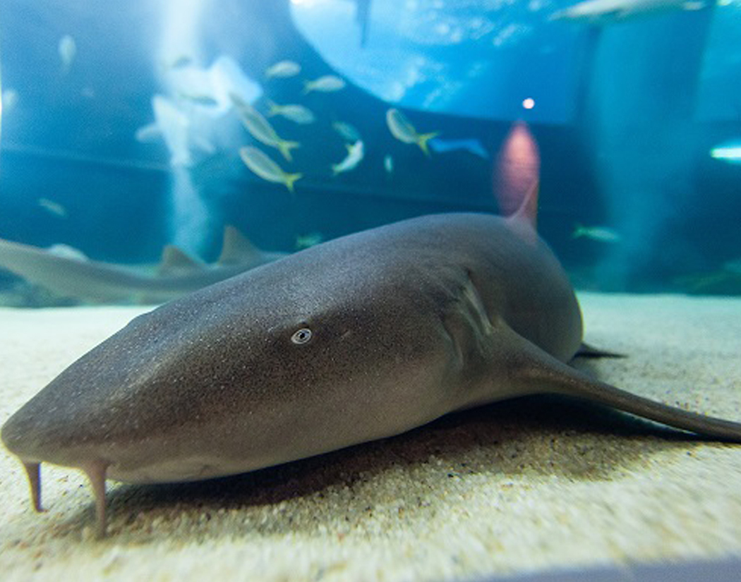 Atlantic Nurse Shark