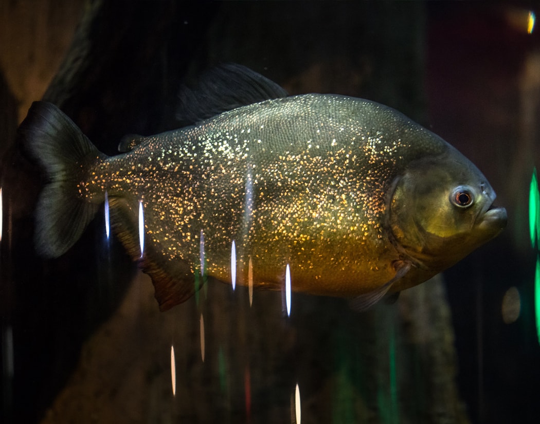 Red-bellied Piranha