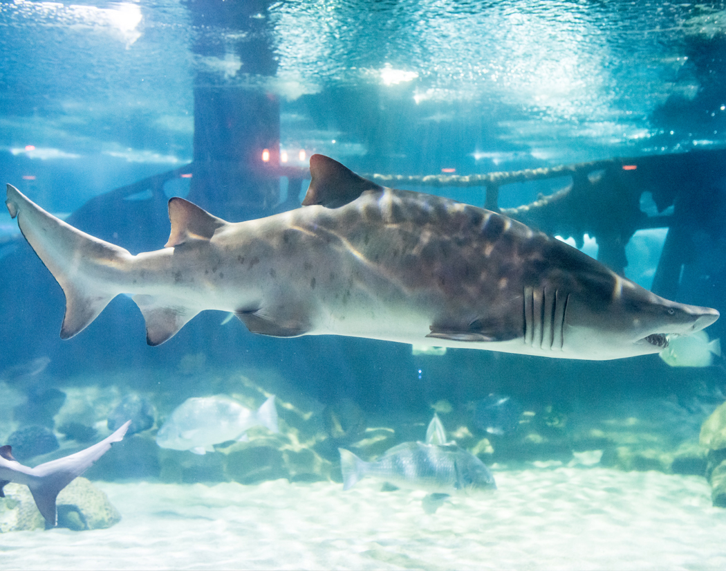 Shark Gallery & SeaTube – Greater Cleveland Aquarium