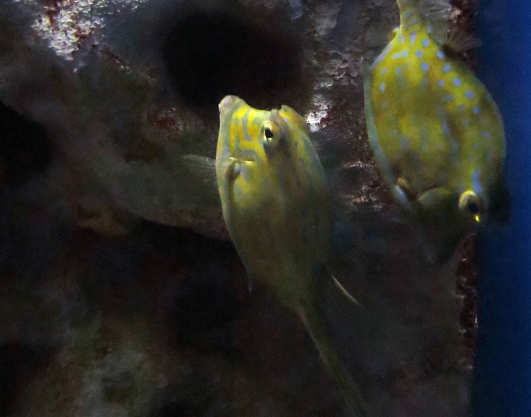 Scrawled Cowfish