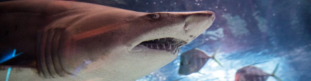 Shark Gallery at Greater Cleveland Aquarium