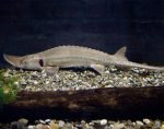 Shovelnose Sturgeon