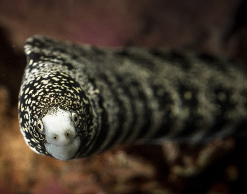 Snowflake Eel