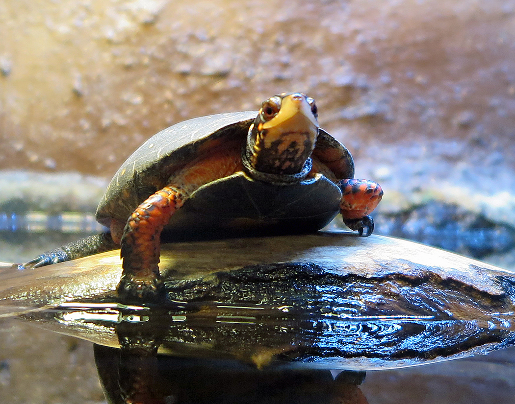 Spotted Turtle at Greater Cleveland Aquarium