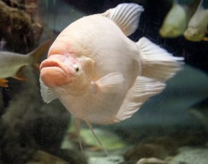 Giant Gourami