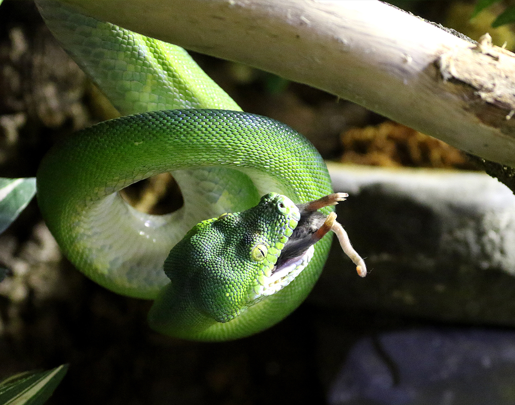 Green Tree Python at Greater Cleveland Aquarium