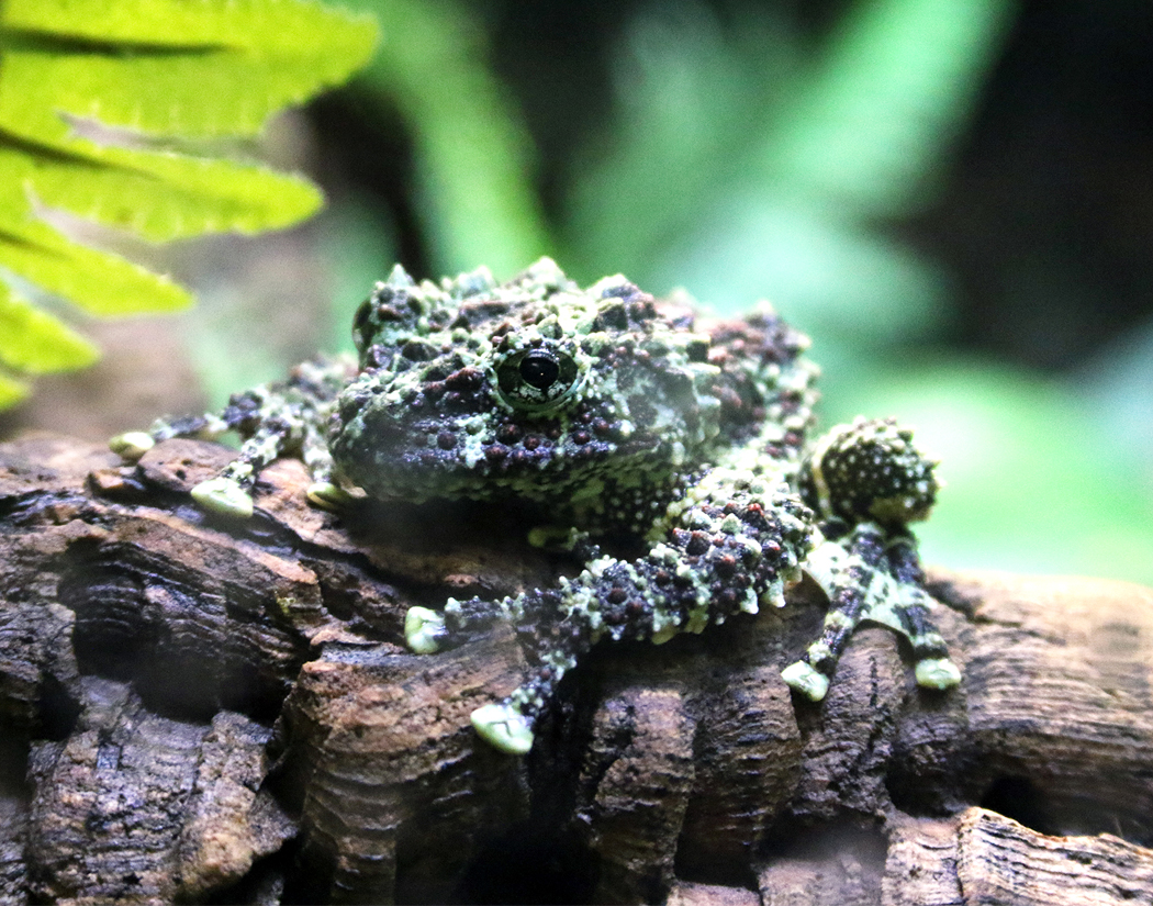 Mossy Frog at Greater Cleveland Aquarium