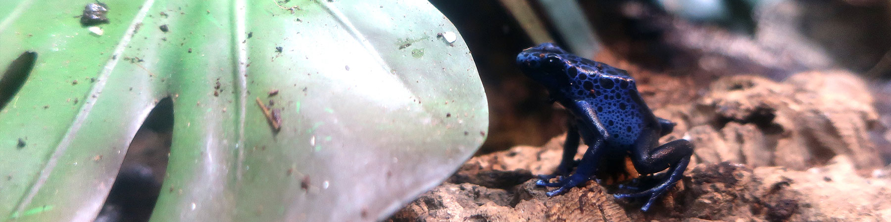 Poison dart frog sitting next to a leaf.