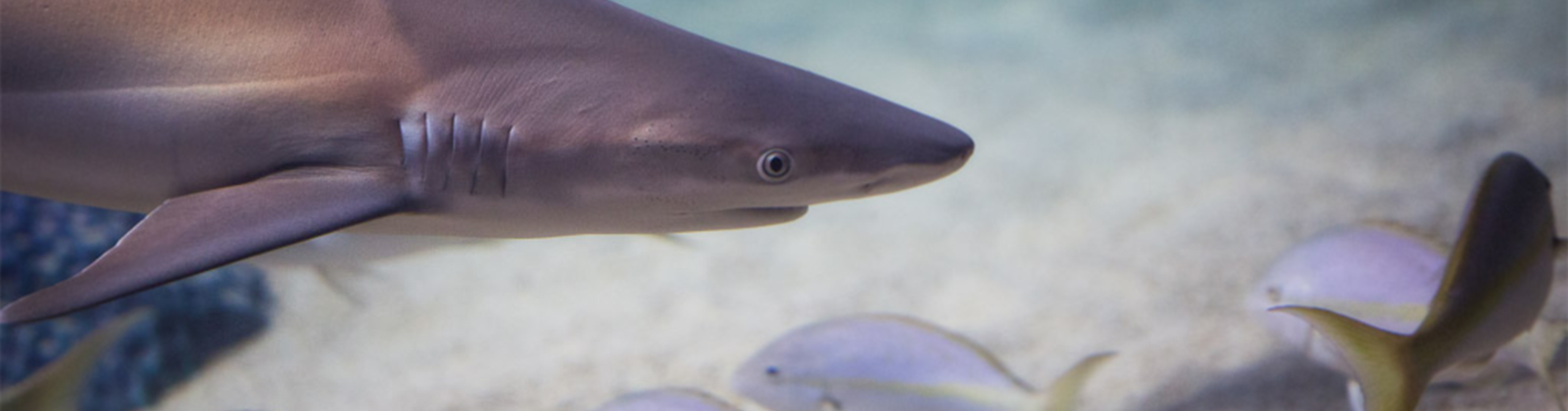 Shark at Greater Cleveland Aquarium