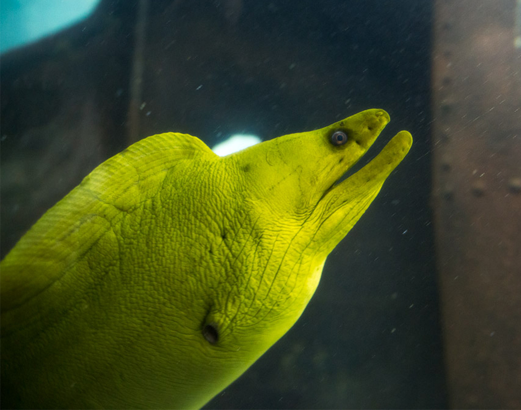 Green Moray Eel