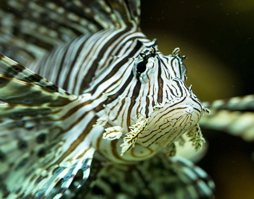 Lionfish