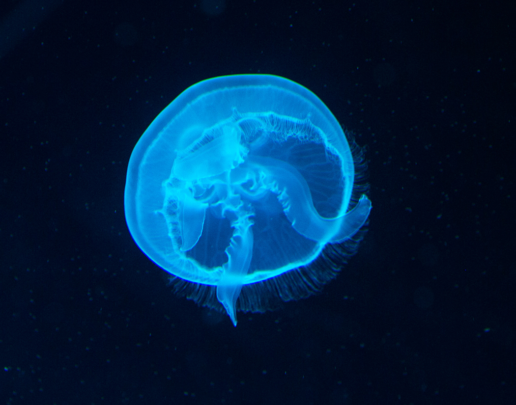 Moon Jellyfish