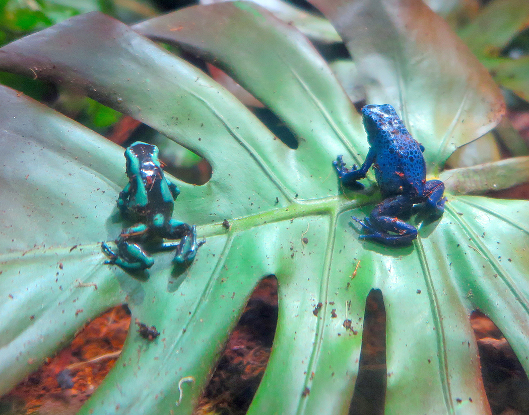 Poison Dart Frogs