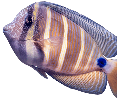 Sailfin Tang