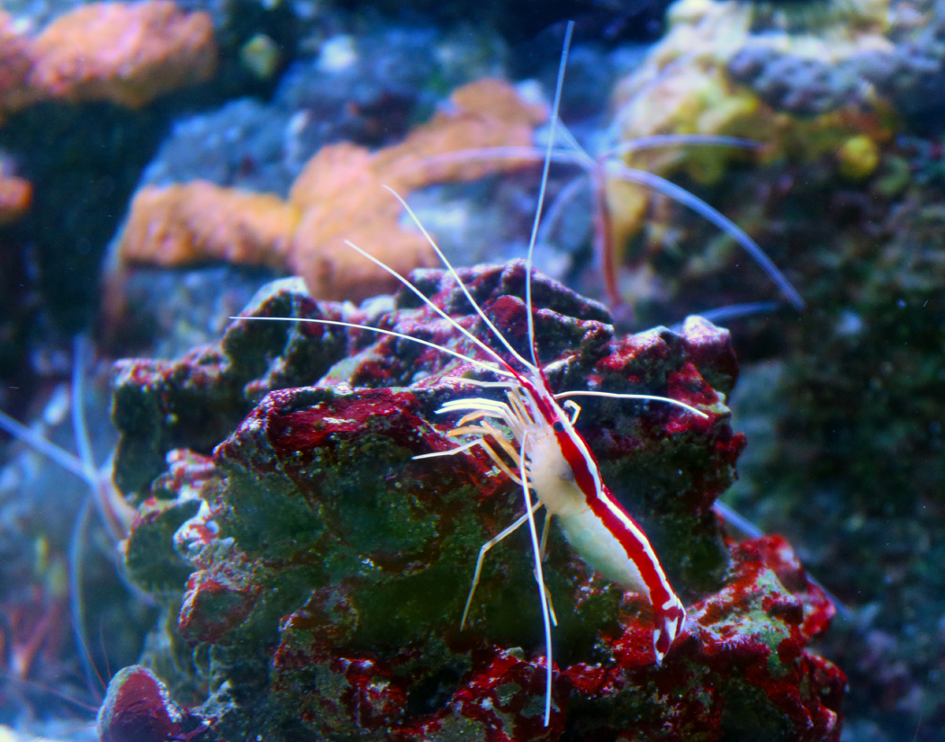 Scarlet Cleaner Shrimp