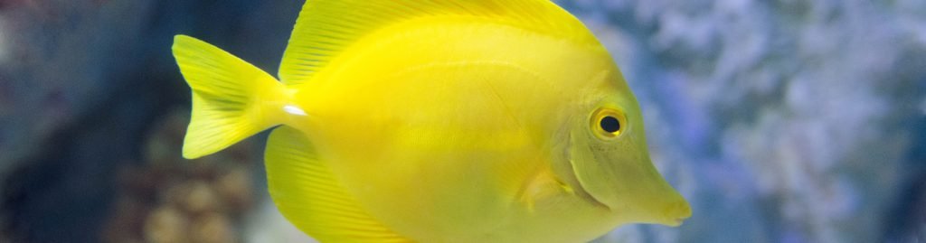 Yellow Tang