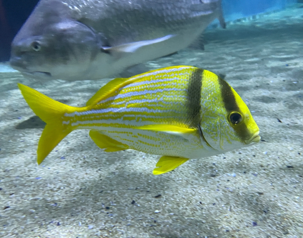 Porkfish