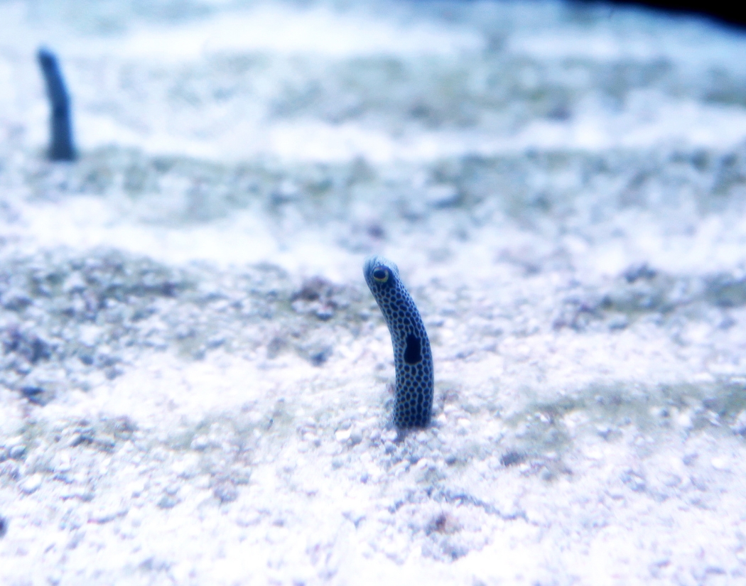 Spotted Garden Eel