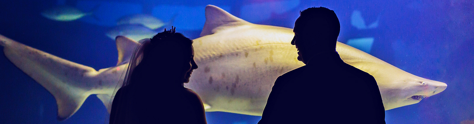 Couple in front of shark