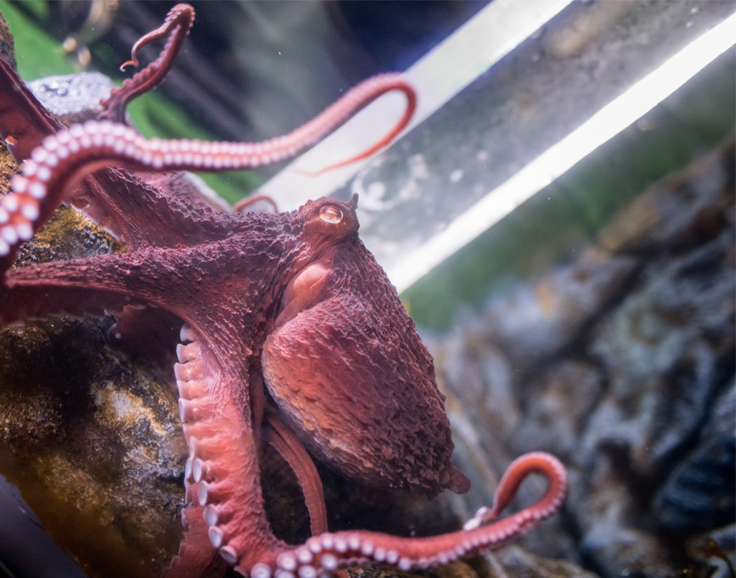 Giant Pacific Octopus