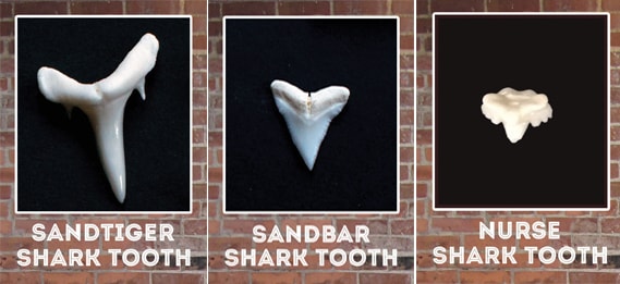 Shark Teeth – Greater Cleveland Aquarium