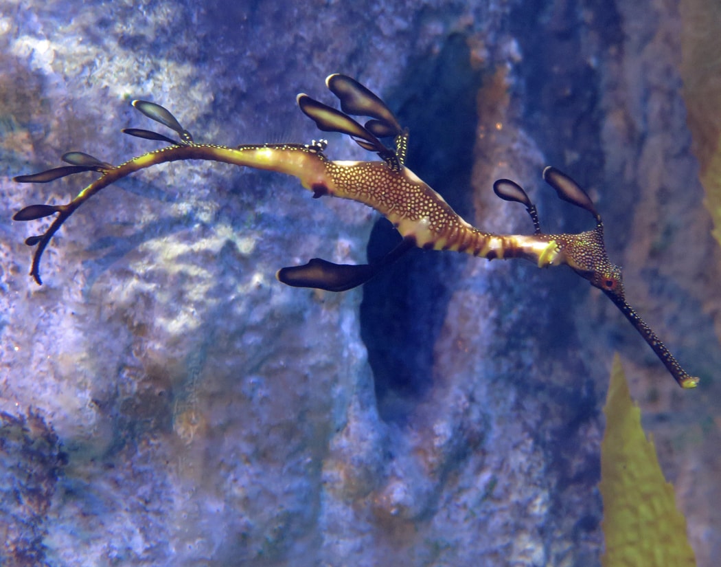 Weedy Seadragon