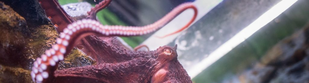 Giant Pacific Octopus (Enteroctopus dofleini)