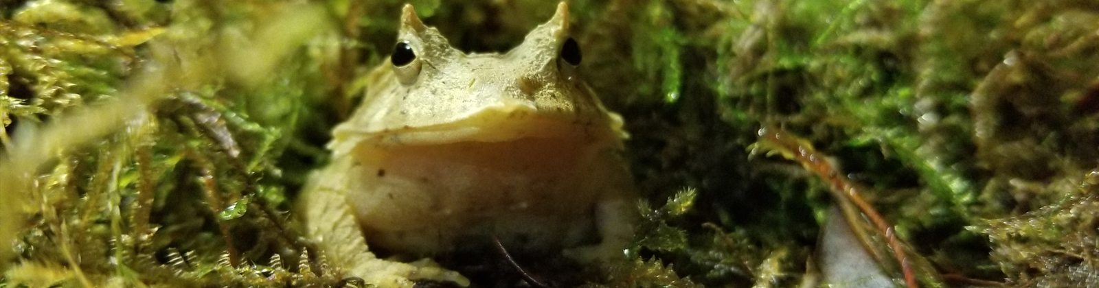 SOLOMON ISLAND LEAF FROG