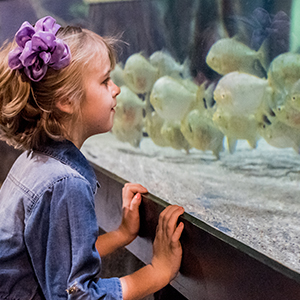 Child looking in fish tank