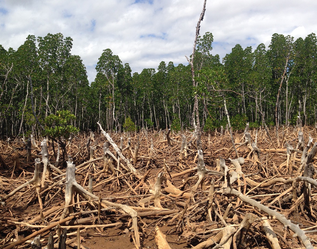 Deforestation Deforestation