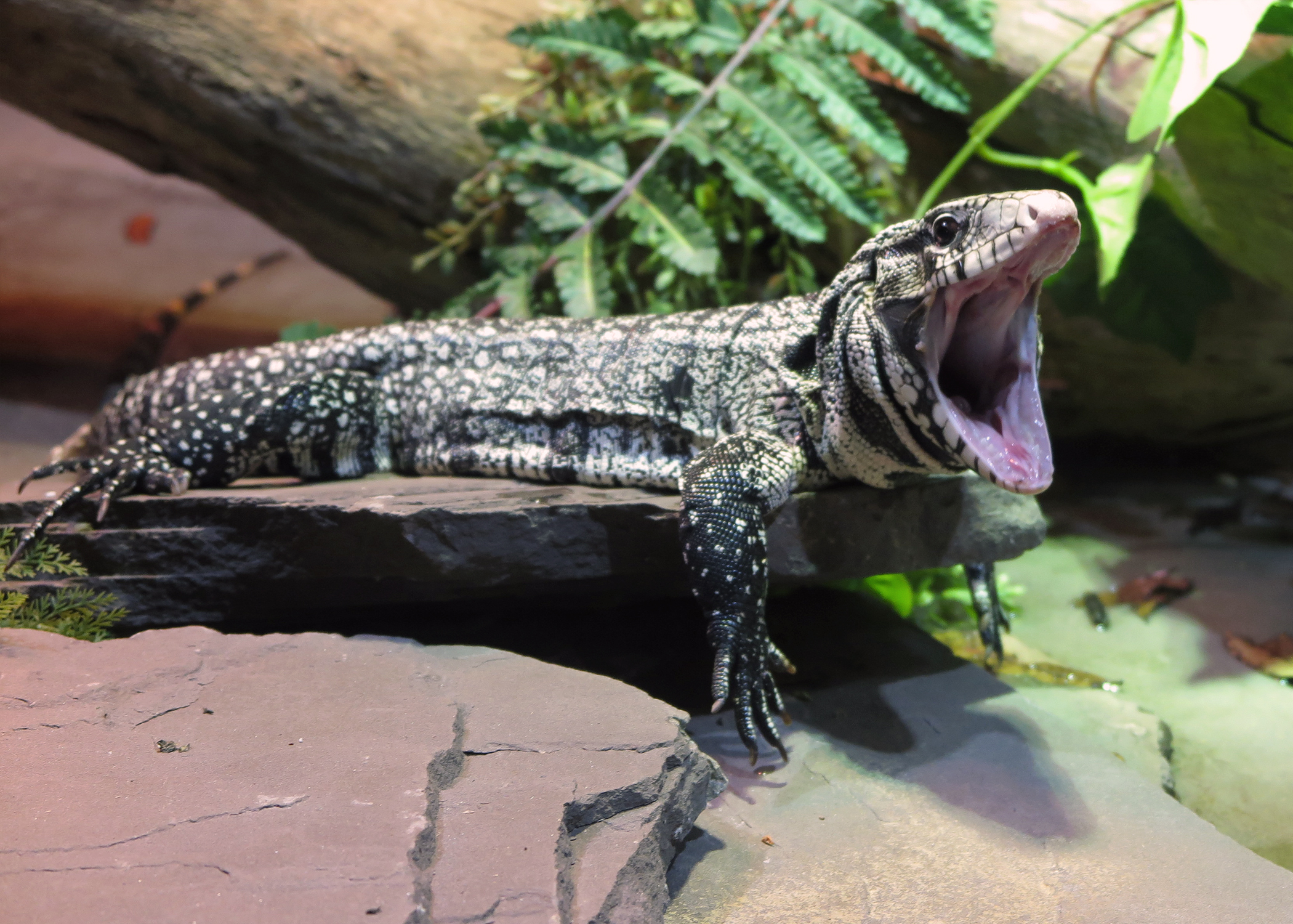 Tegu