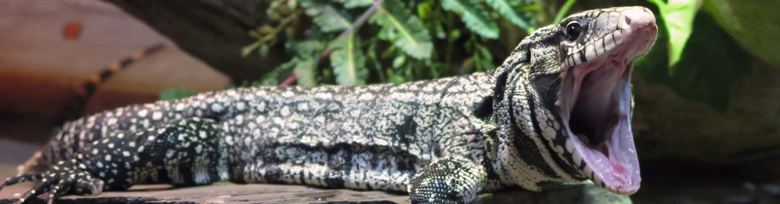 Reptiles at Greater Cleveland Aquarium