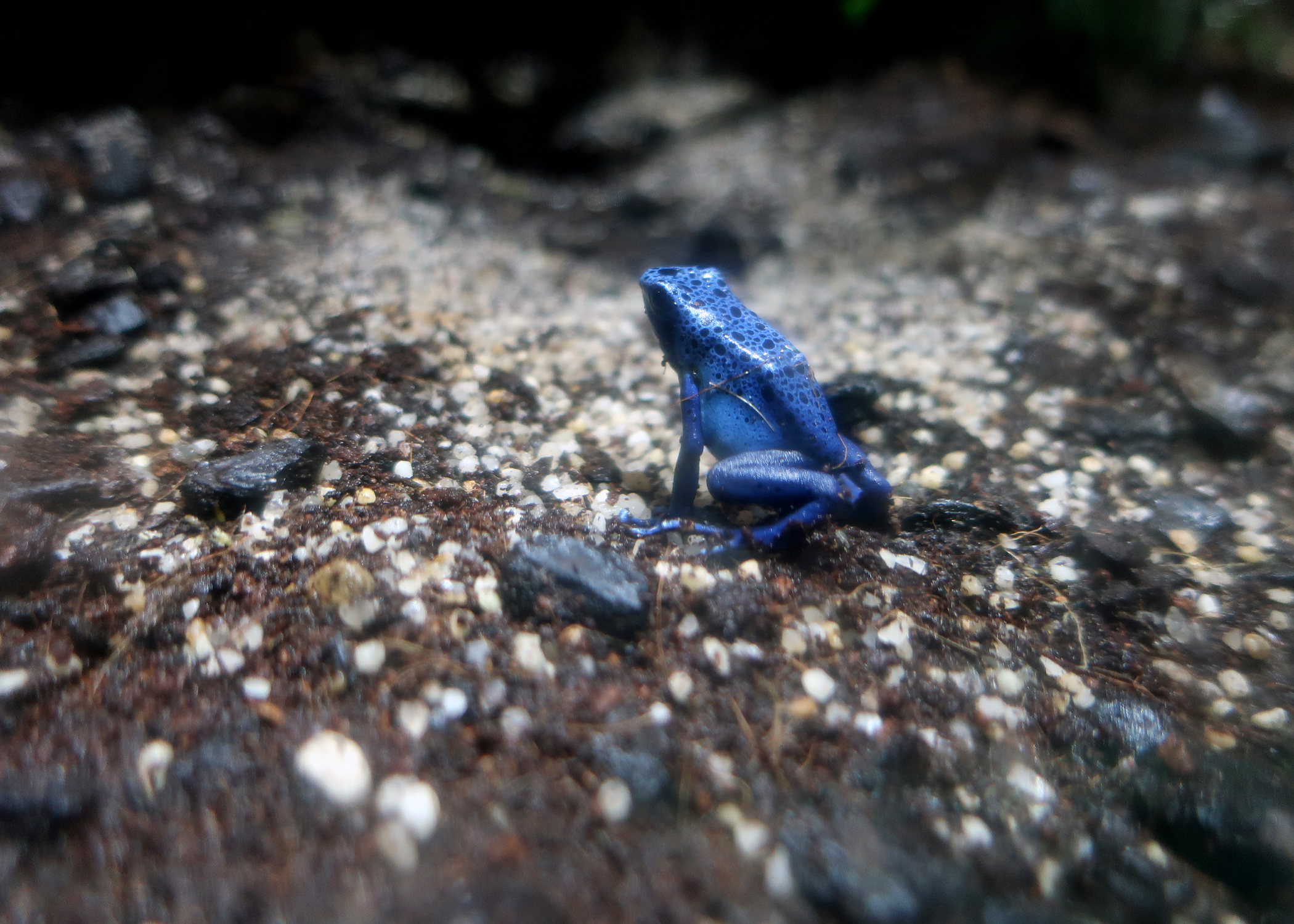 Highlight: Poison Dart Frog – Greater Cleveland Aquarium