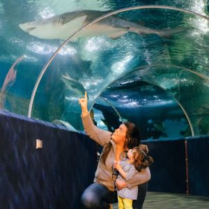 Mom and daughter looking up at a shark