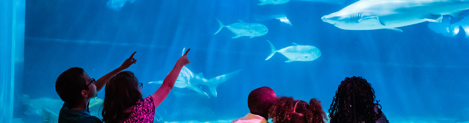 Shark Tank at Greater Cleveland Aquarium