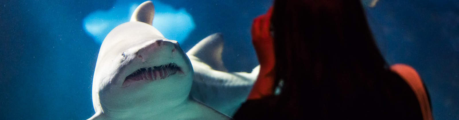 Looking at Shark at Greater Cleveland Aquarium