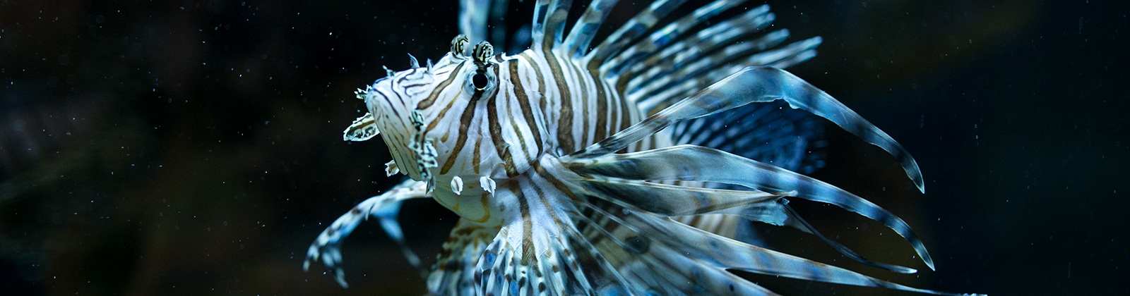 Lionfish at Greater Cleveland Aquarium