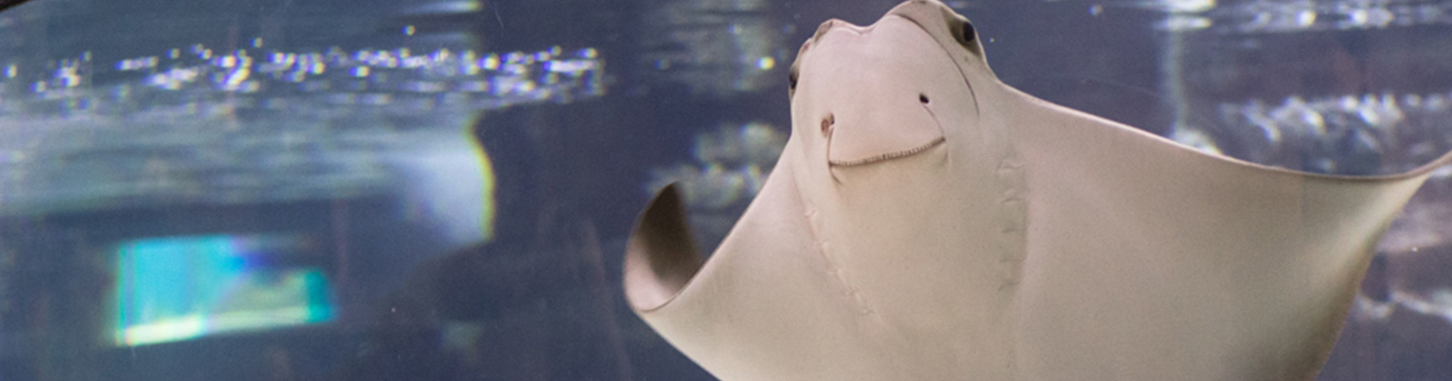 Stingray at Greater Cleveland Aquarium