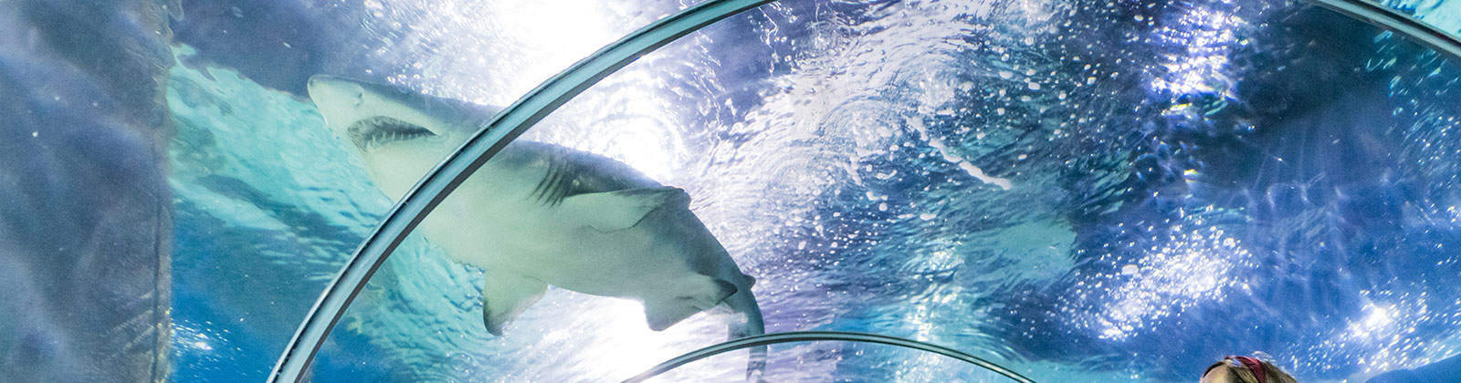 Greater Cleveland Aquarium Shark