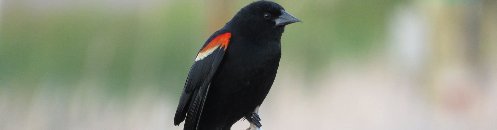 Red-Winged Blackbird