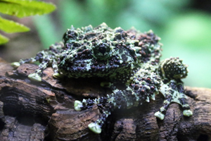 Closeup of a Vietnamese mossy frog on a log