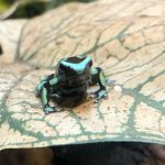 Poison Dart Frog