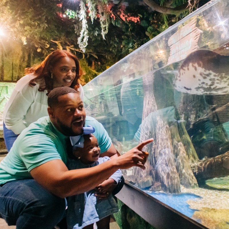 Family looking at stingray.